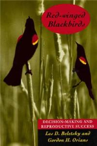 Red-Winged Blackbirds