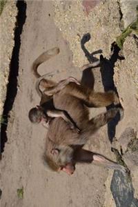 Baboon Gets a Piggyback Ride Journal