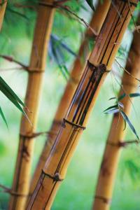 Close Bamboo Notebook