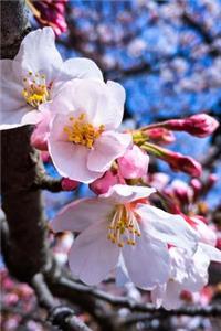 Delicate Soft Pink Cherry Blossoms in the Spring Tokyo Japan Journal