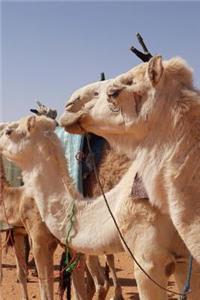 Camels in the Desert Journal