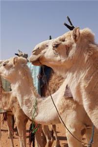 Camels in the Desert Journal