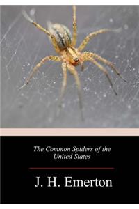 Common Spiders of the United States
