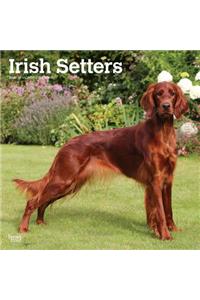 Irish Setters 2020 Square Wall Calendar