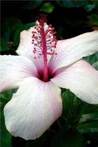 A Stunning White Hibiscus Arnottianus in Hawaii Journal