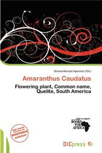 Amaranthus Caudatus
