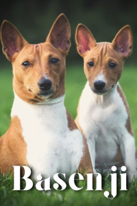 Basenji
