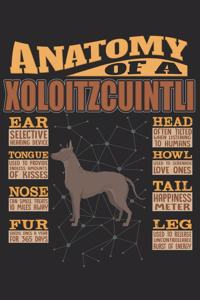 Anatomy Of A Xoloitzcuintli