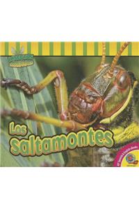 Saltamontes