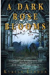 A Dark Rose Blooms