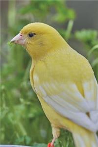 Yellow Canary Journal