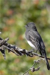 Black Phoebe Bird Journal