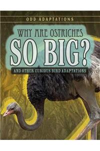 Why Are Ostriches So Big?