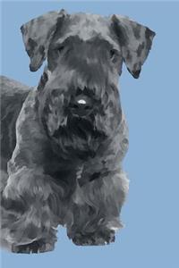 Cesky Terrier