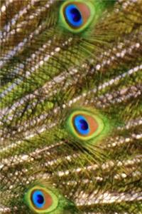 Peacock and Her Perfect Plumage Notebook