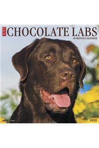 Just Chocolate Labs 2020 Wall Calendar (Dog Breed Calendar)