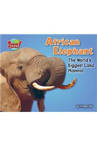 African Elephant