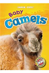 Baby Camels