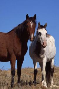 2020 Weekly Planner Horse Photo Equine Horses Sky Background 134 Pages