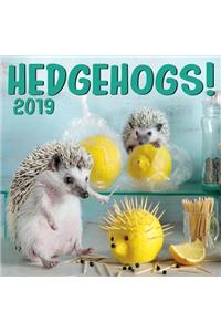 Cal 2019 Hedgehogs