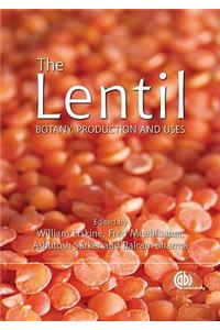 Lentil