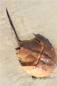 Horseshoe Crab on the Beach Journal
