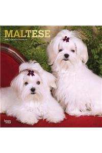 Maltese 2019 Square Wall Calendar