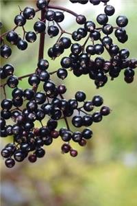 Elderberry Fruit Journal