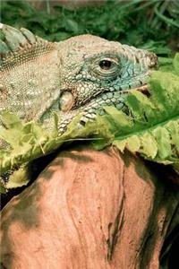 Reptile Notebook
