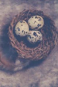 Nest Of Eggs Notebook