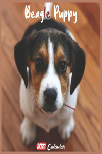 Beagle Puppy 2021 Calendar