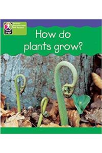 PYP L4 How Plants Grow single