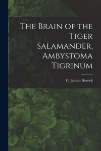 Brain of the Tiger Salamander, Ambystoma Tigrinum
