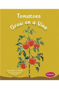 Tomatoes Grow on a Vine