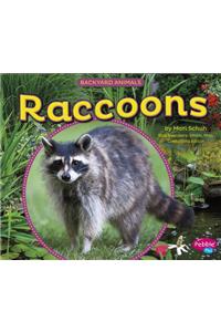 Raccoons