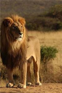 MindBlowing Cute Big Cats Journal 3