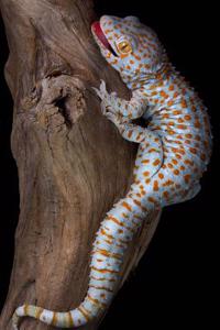 Tokay Gecko on Driftwood Journal