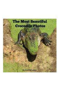 The Most Beautiful Crocodile Photos