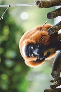 Red Ruffed Lemur Journal