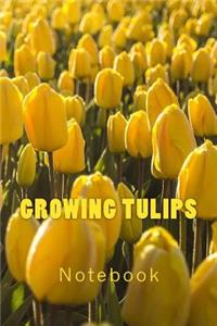 Growing Tulips
