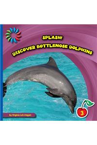 Discover Bottlenose Dolphins