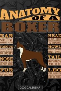 Anatomy Of A Boxer