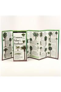 Common Palms of the Southeast & Texas