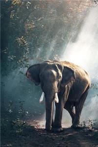 An Elephant in the Forest Journal