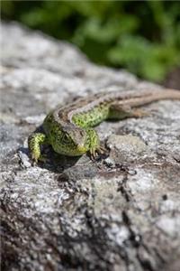 Green and Brown Lizard Basking on a Log Journal