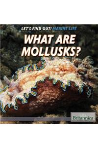 What Are Mollusks?