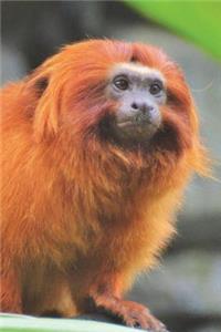 Lion Tamarin Journal