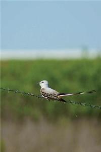 Scissor-tailed Flycatcher Journal