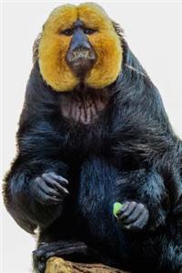 White-Faced Saki Monkey Journal