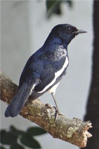 Oriental Magpie Robin Bird Journal